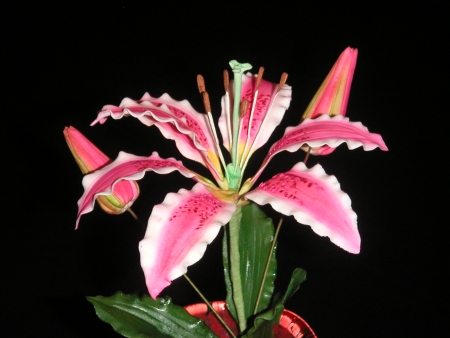 Sugar Lilly