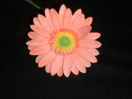 Sugar Gerber Daisy